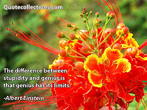 Albert Einstein Quotes 16