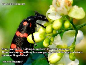 Albert Schweitzer Quotes 5