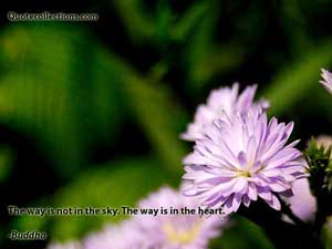 Buddha Quotes 2