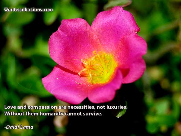 Dalai Lama Quotes7