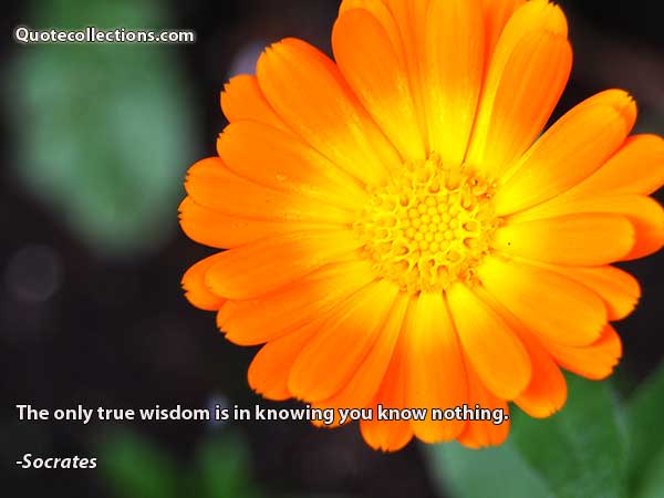 Socrates Quotes1
