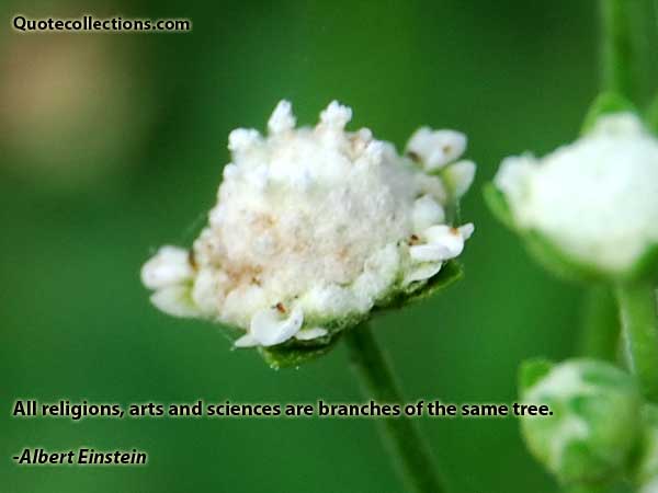 Albert einstein quotes9