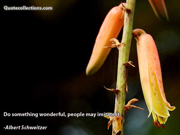 Albert Schweitzer quotes4