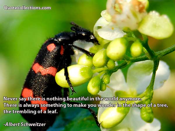 Albert Schweitzer quotes7