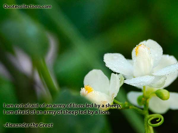 Alexander The Great quotes1