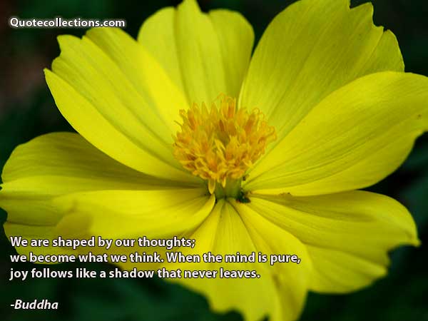 Buddha quotes6