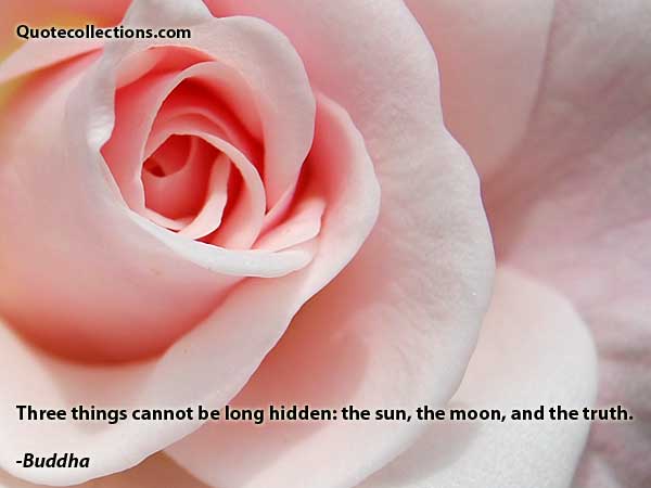 Buddha quotes8