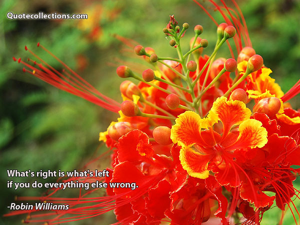 Robin Williams quotes4